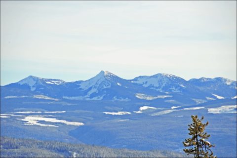 Snow Pines Portfolio